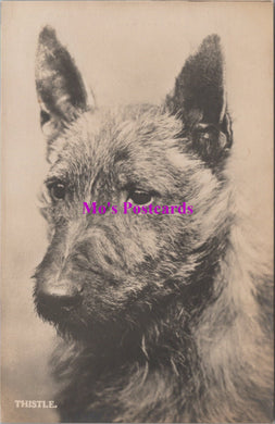 Animals Postcard - Dogs, Thistle The Terrier   SW14734