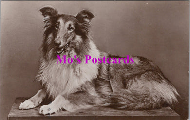 Animals Postcard - Dogs, Rough Collie Dog  SW14735