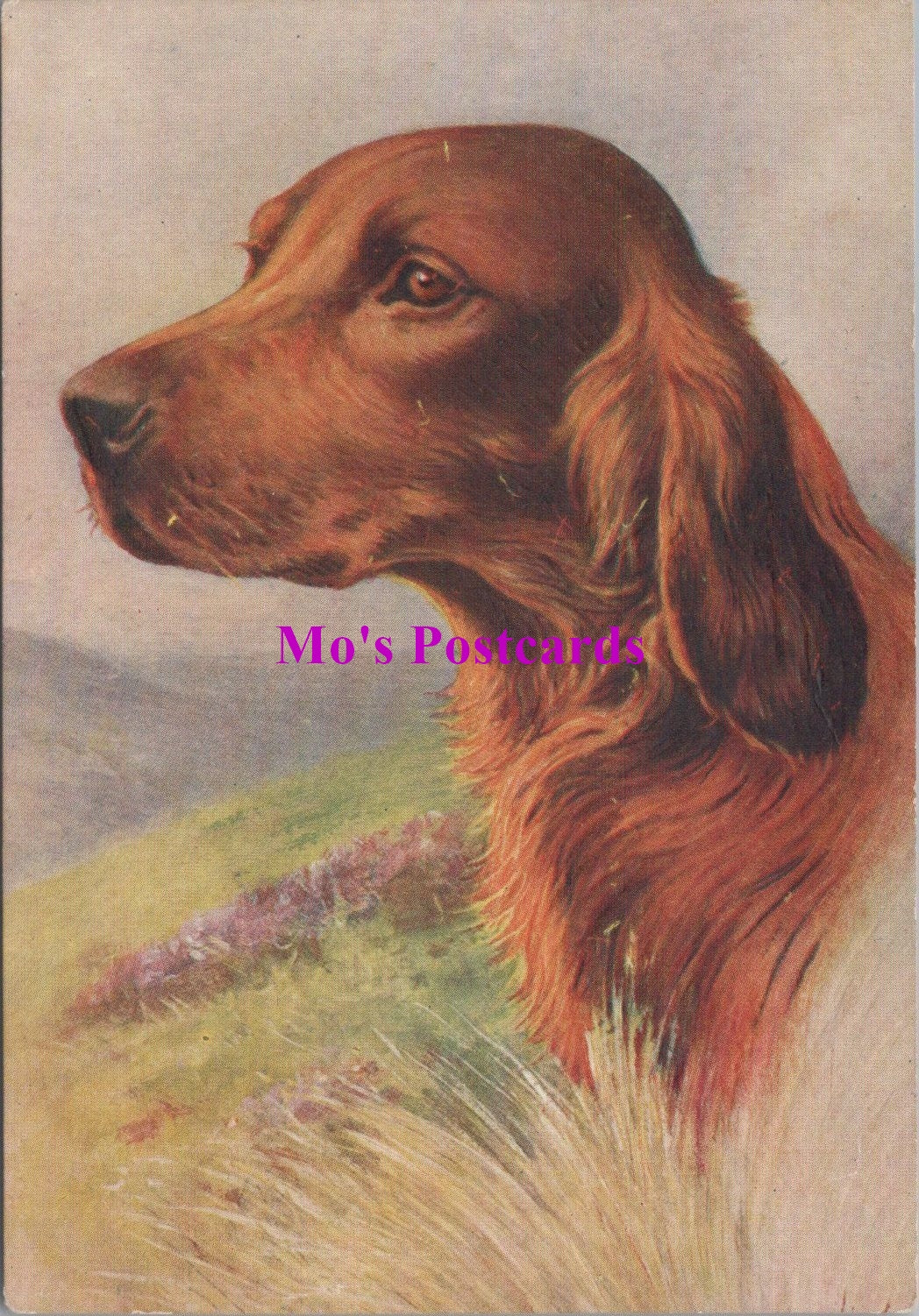 Animals Postcard - Dogs, The Irish Setter  SW14737