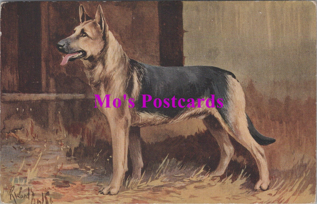 Animals Postcard - Dogs, The Alsatian, German Shepherd  SW14738