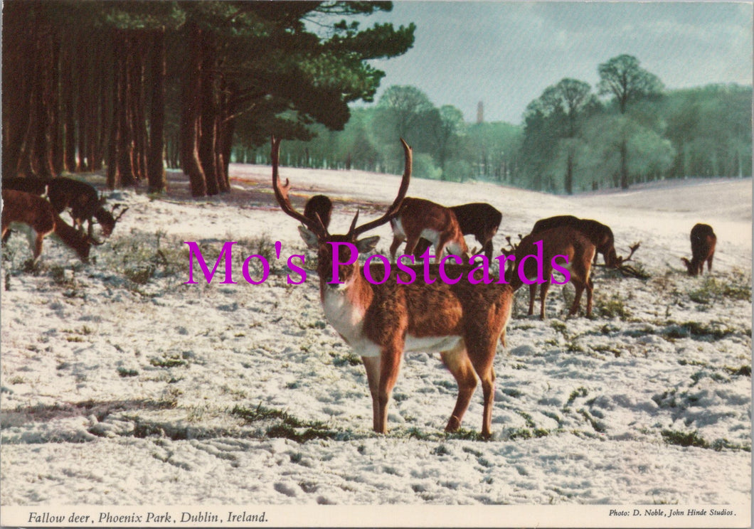 Animals Postcard - Fallow Deer, Phoenix Park, Dublin  SW15443