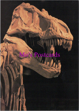 Animals Postcard - Dinosaurs, Tyrannosaurus Rex  SW15447