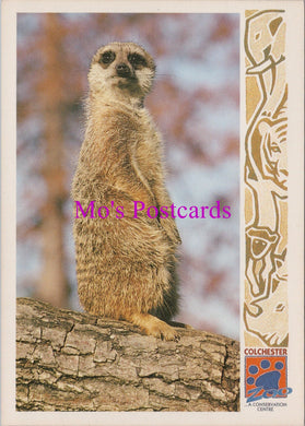 Animals Postcard - Meerkat at Colchester Zoo  SW15466