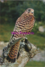 Load image into Gallery viewer, Animals Postcard - Birds, Kestrel (Falco Timnunculus)    SW15479
