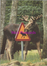 Load image into Gallery viewer, Animals Postcard - Moose on The Loose  SW15481
