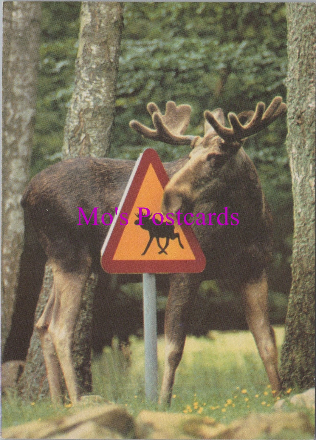 Animals Postcard - Moose on The Loose  SW15481