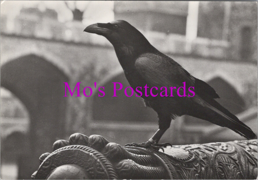 Animals Postcard - Birds, One of The Tower of London Ravens SW15487