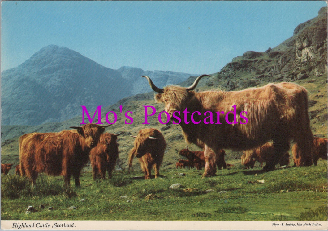 Animals Postcard - Highland Cattle, Scotland  SW15488