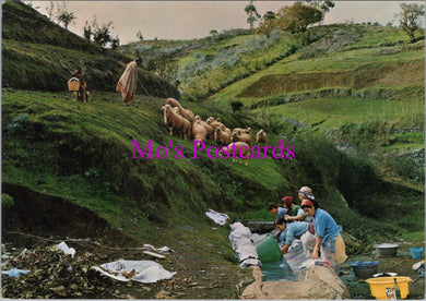 Spain Postcard - Sheep, Grand Canary, Canary Islands  SW14309