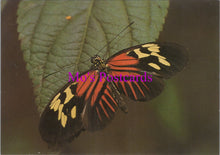 Load image into Gallery viewer, Animals Postcard - Postman Butterfly, Heliconius Melpomone SW14312
