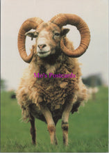 Load image into Gallery viewer, Animals Postcard - Sheep, North Ronaldsay Ram  SW14313
