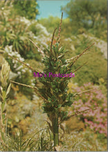 Load image into Gallery viewer, Flowers Postcard - Puya Alpestris in Tresco Gardens, Isles of Scilly  SW14321
