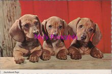 Load image into Gallery viewer, Animals Postcard - Three Dachshund Pups  SW14324
