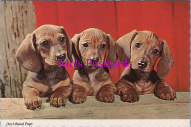 Animals Postcard - Three Dachshund Pups  SW14324