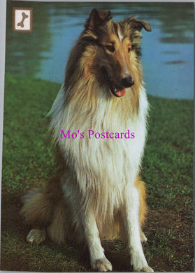 Animals Postcard - A Beautiful Collie Dog   SW14325