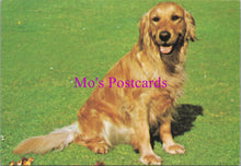 Load image into Gallery viewer, Animals Postcard - Dogs, Beautiful Golden Retriever SW14328
