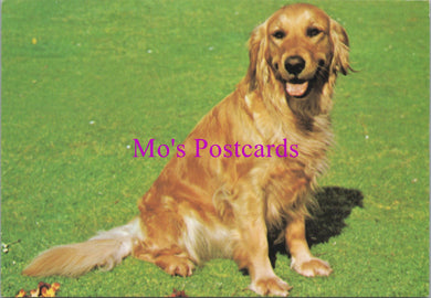 Animals Postcard - Dogs, Beautiful Golden Retriever SW14328