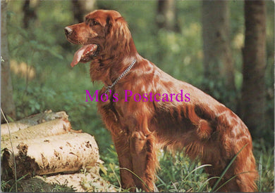Animals Postcard - Dogs, An Irish Setter  SW14329