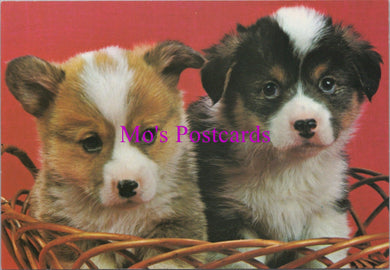 Animals Postcard - Two Cute Puppy Dogs   SW14332