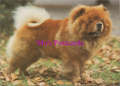Animals Postcard - Dogs, A Chow-Chow Dog    SW14333