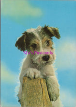 Load image into Gallery viewer, Animals Postcard - Dogs, Cute Terrier Dog  SW14335
