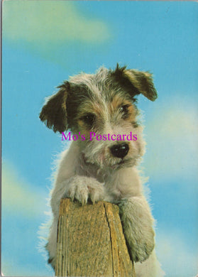 Animals Postcard - Dogs, Cute Terrier Dog  SW14335