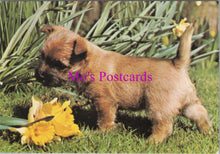Load image into Gallery viewer, Animals Postcard - Cute Puppy Dog  in The Garden  SW14348
