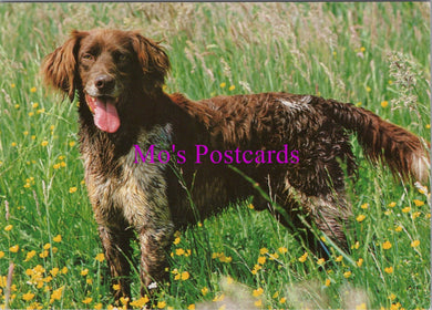 Animals Postcard - Cute Dog Stood in a Field of Flowers  SW14349