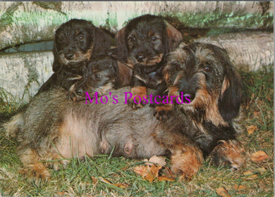 Animals Postcard - Cute Dog With Her Puppies   SW14350