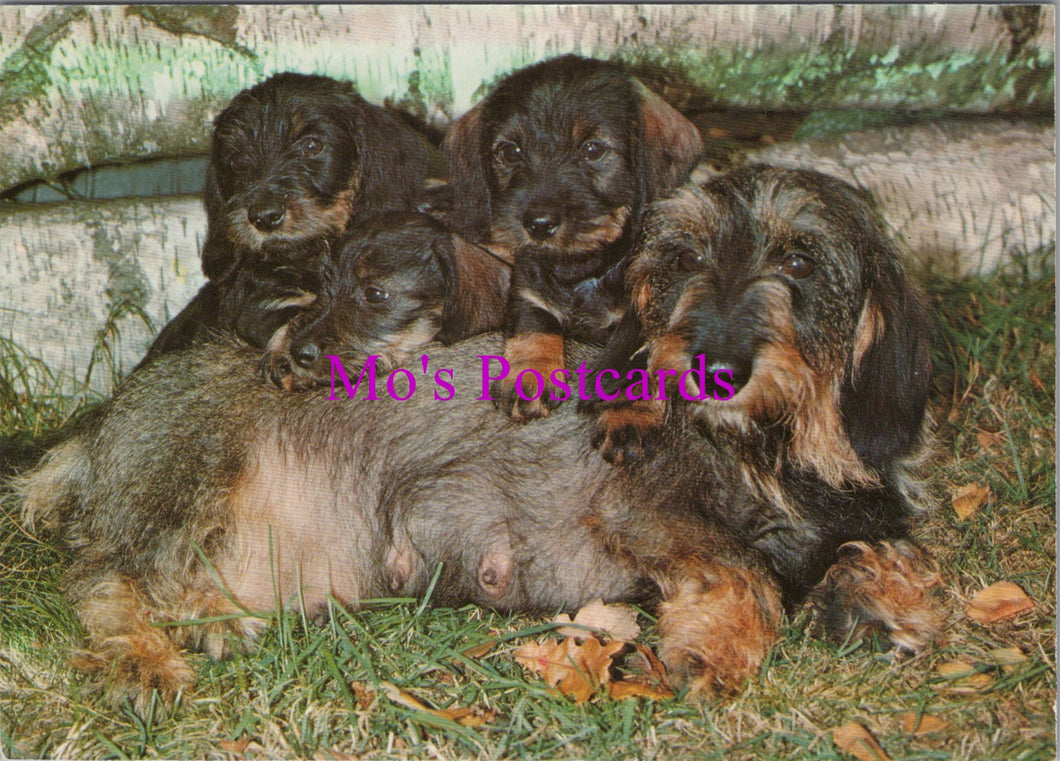 Animals Postcard - Cute Dog With Her Puppies   SW14350