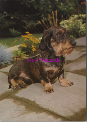 Animals Postcard - Cute Dog on The Patio   SW14351