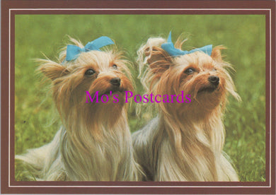 Animals Postcard - Two Cute Dogs With Blue Hair Bows  SW14352