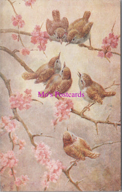 Animals Postcard - Birds, Sweet Songsters  DZ115