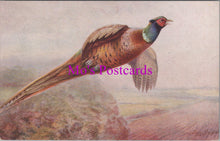 Load image into Gallery viewer, Animals Postcard - British Game Birds, Artists Pheasant     DZ117
