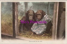Load image into Gallery viewer, Animals Postcard - Two Chimpanzees in a Zoo  DZ335
