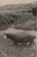 Load image into Gallery viewer, Animals Postcard - Hippopotamus, South African Wildlife  DZ343
