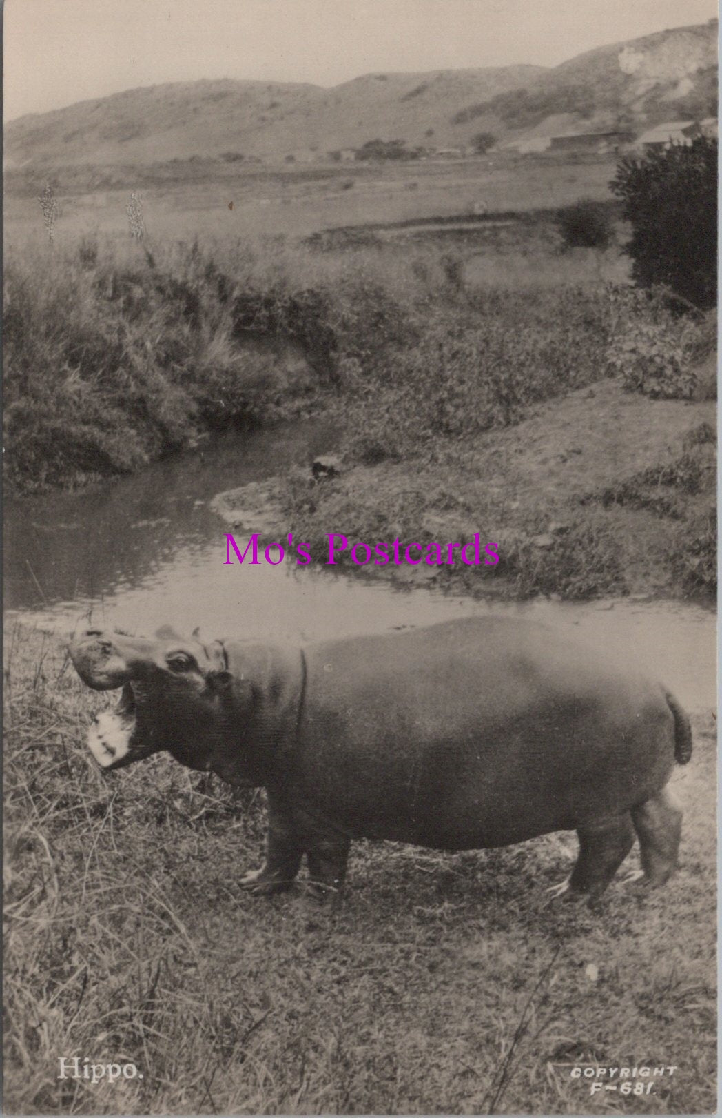 Animals Postcard - Hippopotamus, South African Wildlife  DZ343