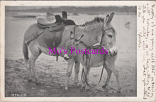 Load image into Gallery viewer, Animals Postcard - Pair of Donkeys at The Seaside   DZ352
