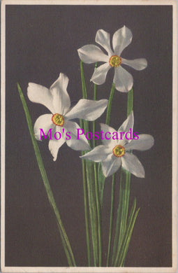 Flowers Postcard - Narcisses Poeticus  HM100