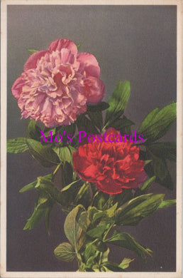 Flowers Postcard - Peonies, Paeonia    HM74