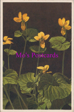 Flowers Postcard - Yellow Violet, Viola Biflora  HM76