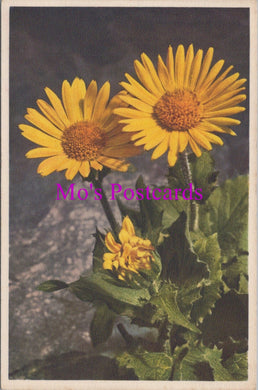 Flowers Postcard - Greatflowering Aronic  HM77