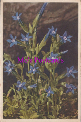 Flowers Postcard - Small Gentian   HM78