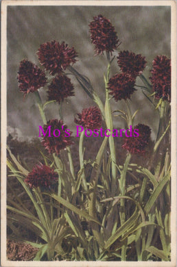 Flowers Postcard - Vanilla Orchis   HM79