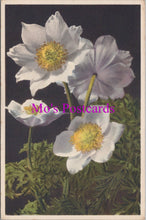 Load image into Gallery viewer, Flowers Postcard - Alpine Anemone   HM80
