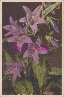 Flowers Postcard - Throatwort, Campanula Urticaefolia   HM81