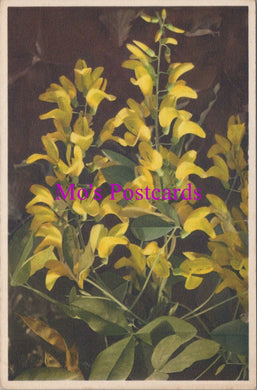 Flowers Postcard - Golden Chain   HM82