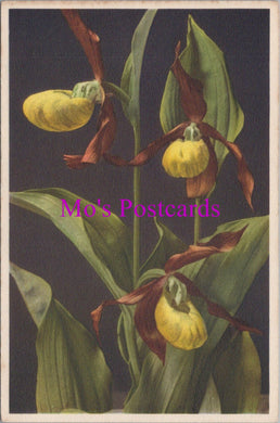 Flowers Postcard - Lady's Slipper  HM83