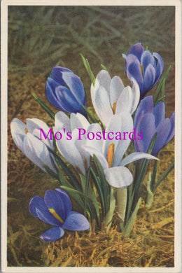 Flowers Postcard - Spring Crocus   HM84