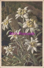 Load image into Gallery viewer, Flowers Postcard - Edelweiss  HM85
